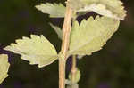 Roundleaf thoroughwort